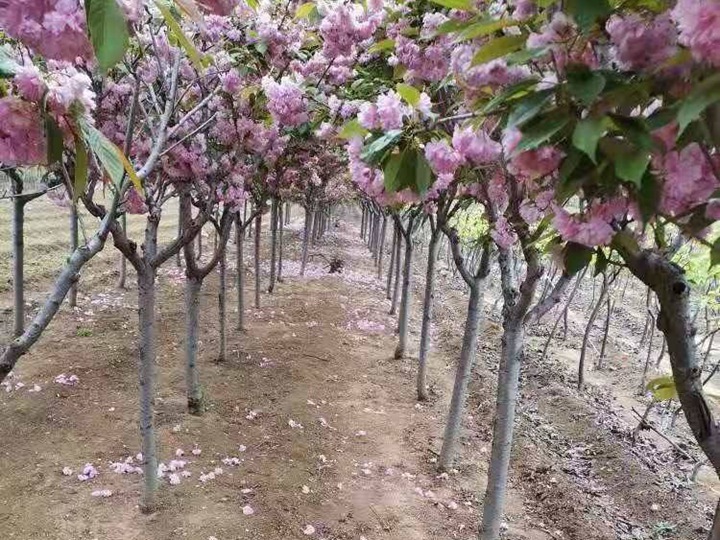 櫻花樹(shù) 櫻花樹(shù)