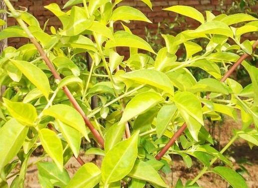 查看源圖像 查看源圖像