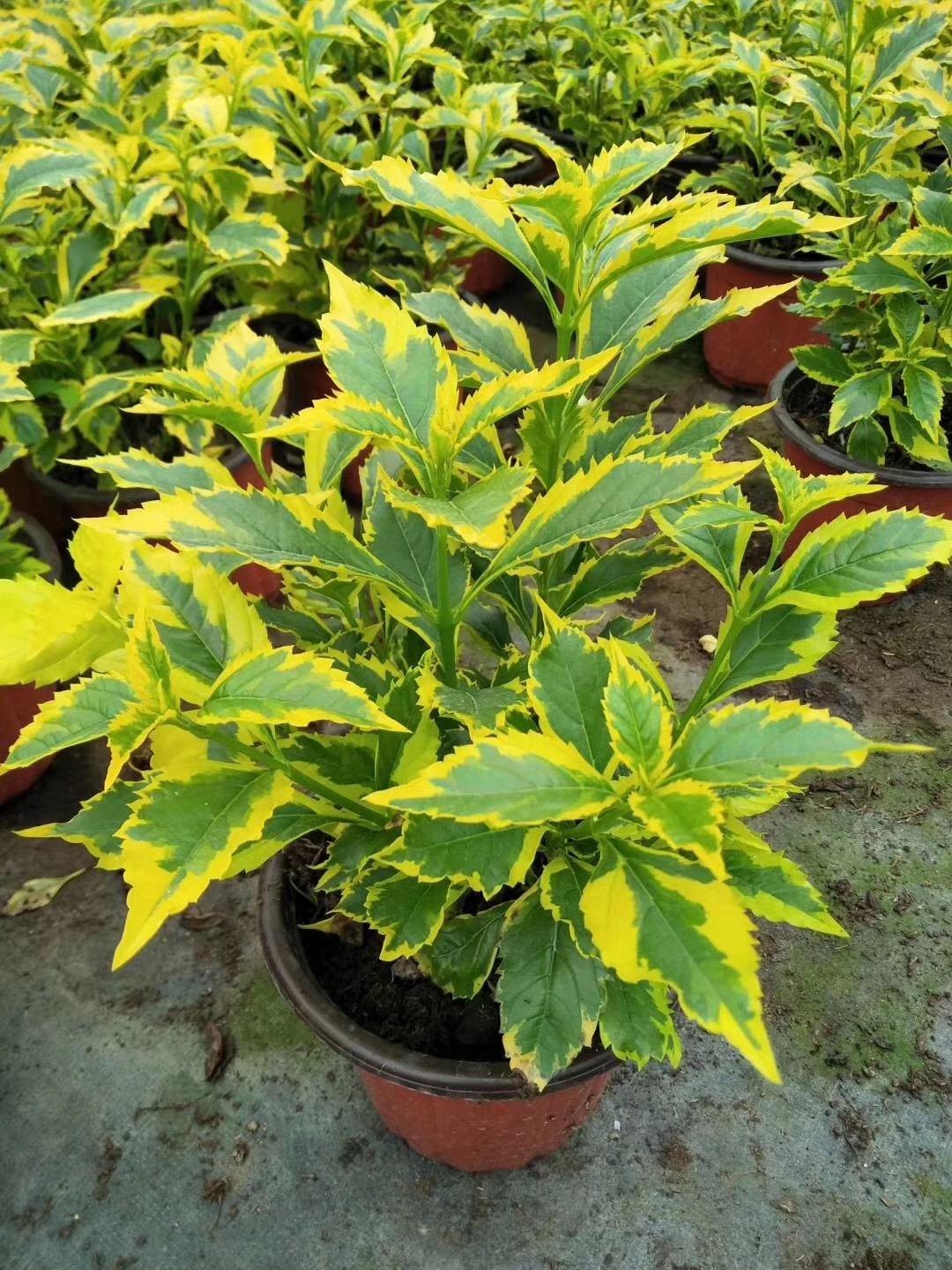 2022年金葉絲棉木球價格多少錢一棵 2022年金葉絲棉木球價格多少錢一棵