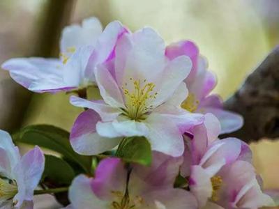 八棱海棠的果實(shí)能不能吃,八棱海棠的果實(shí)能吃嗎？