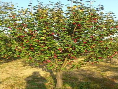 八棱海棠花期多久，幾月份開花