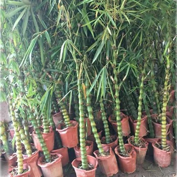 1649072944829086.jpg 佛肚竹.jpg