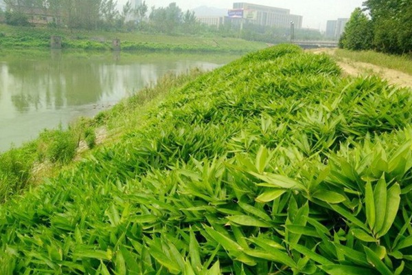 1649072973345312.jpeg 闊葉箬竹.jpeg