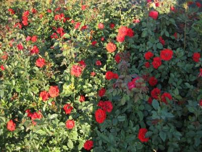 2022年大花樹(shù)狀月季批發(fā)價(jià)格