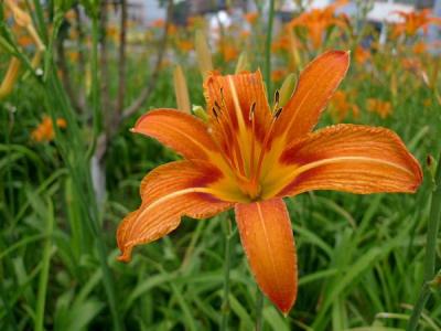 常綠萱草和大花萱草的區(qū)別，大花萱草和萱草的區(qū)別