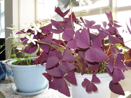 酢漿草翻盆方法 酢漿草翻盆方法