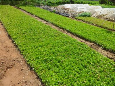 瓜子黃楊怎么養(yǎng)，瓜子黃楊怎樣繁殖