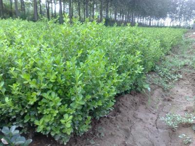 瓜子黃楊生長環(huán)境，瓜子黃楊用什么土栽培