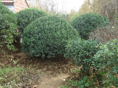 冬青樹的果子是什么顏色的，冬青果可以保持多久