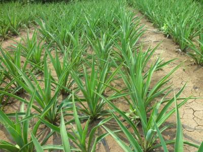 劍麻多久開(kāi)一次花，劍麻多少年開(kāi)一次花