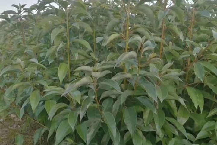 香樟樹苗什么時(shí)候種植最好 香樟樹苗什么時(shí)候種植最好