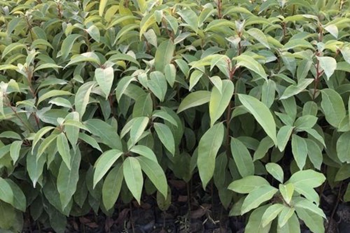 香樟樹苗什么時(shí)候種植最好 香樟樹苗什么時(shí)候種植最好