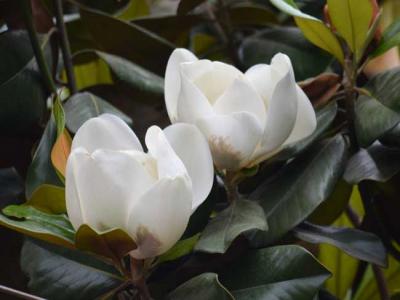 玉蘭樹(shù)價(jià)格多少錢一棵