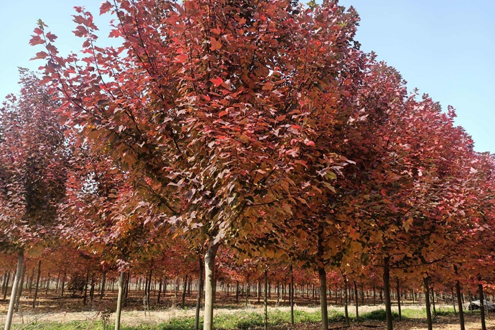 美國紅楓樹的市場(chǎng)價(jià)格 美國紅楓樹的市場(chǎng)價(jià)格