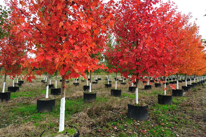 美國紅楓 美國紅楓