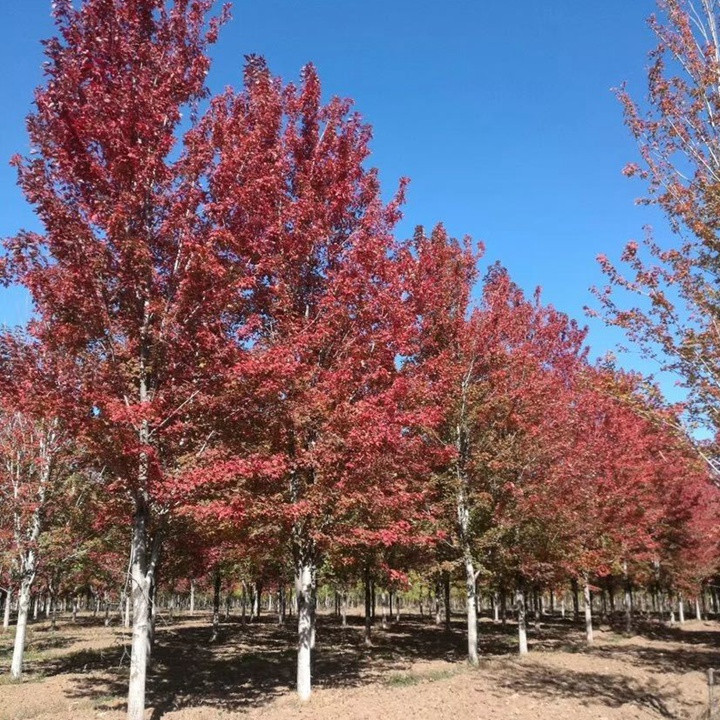 美國紅楓 美國紅楓