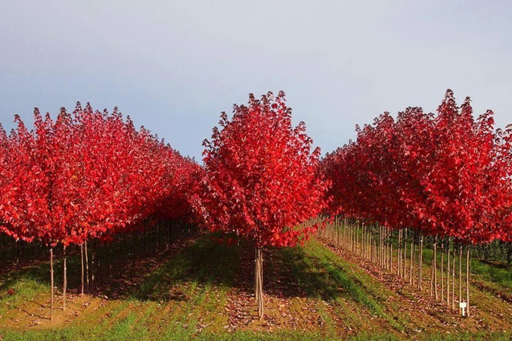 美國紅楓 美國紅楓