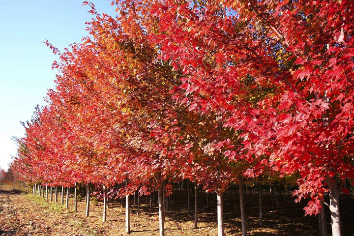 美國紅楓 美國紅楓