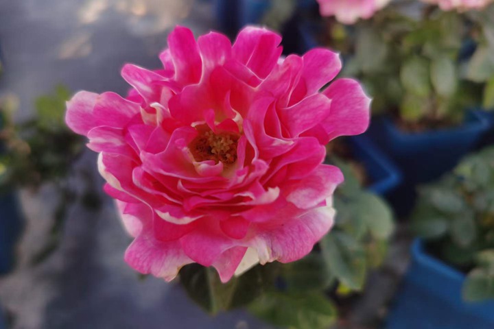 地被月季 地被月季