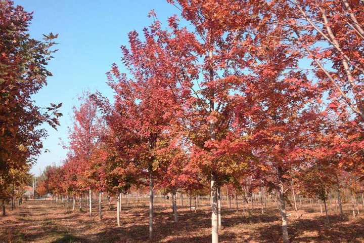 秋火焰紅楓 秋火焰紅楓