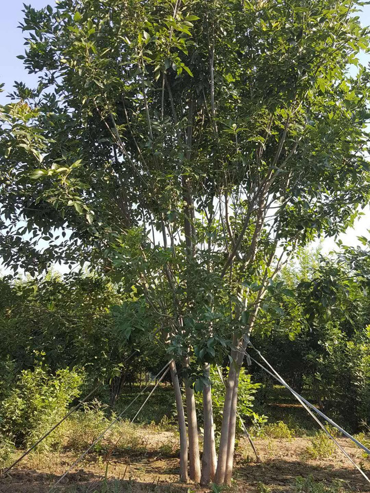 叢生白蠟 叢生白蠟