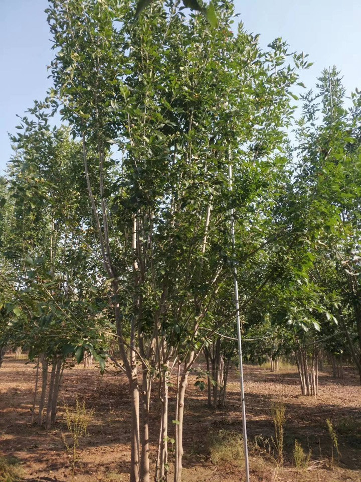 叢生白蠟 叢生白蠟