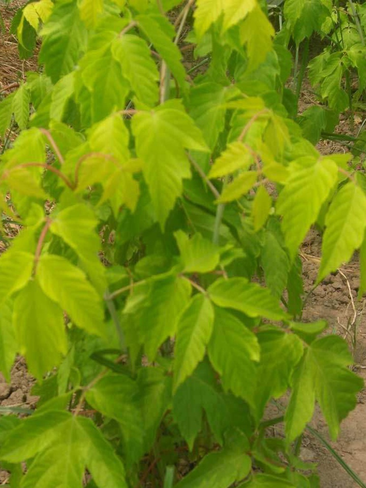 綠葉復(fù)葉槭 綠葉復(fù)葉槭