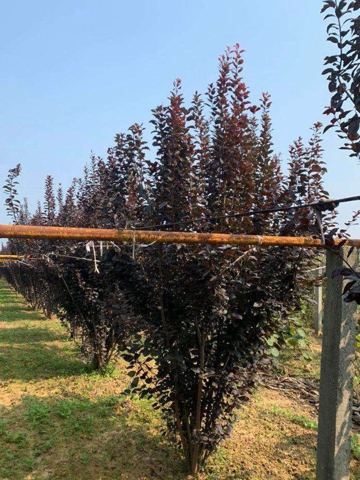 叢生紫葉稠李 叢生紫葉稠李