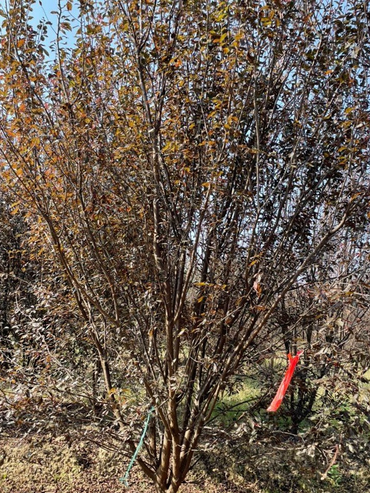 叢生紫葉稠李 叢生紫葉稠李