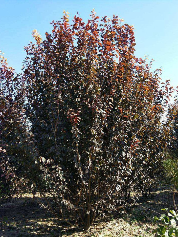 叢生紫葉稠李 叢生紫葉稠李