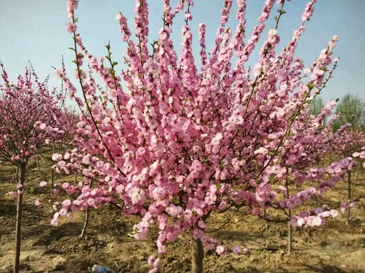 榆葉梅耐寒嗎,是喬木還是灌木 榆葉梅耐寒嗎,是喬木還是灌木