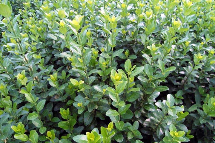 膠東衛(wèi)矛 膠東衛(wèi)矛