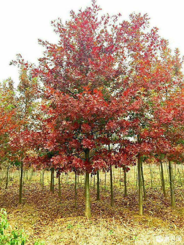 北美紅櫟 北美紅櫟