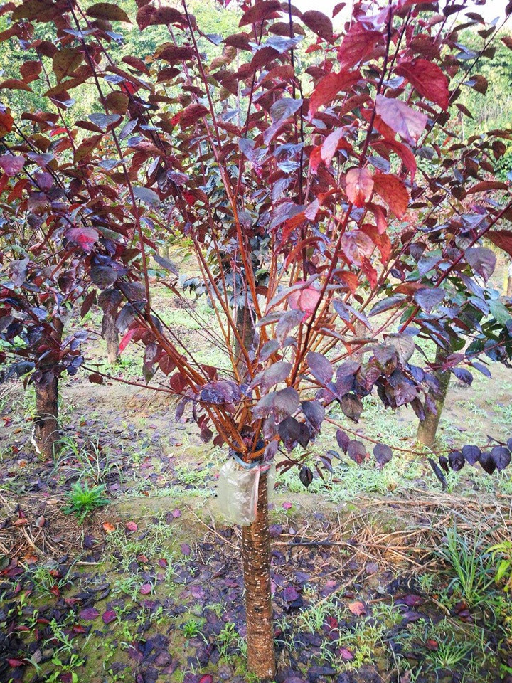 紅葉美人梅 紅葉美人梅