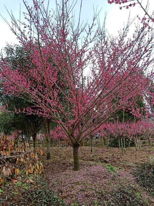 1659613755609465.jpeg ecbc0f48adf0d5ae49edda15d54fea1c.jpeg