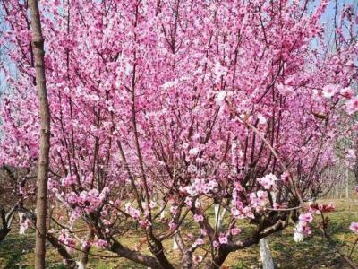 紅葉美人梅幾年開花，能開多久