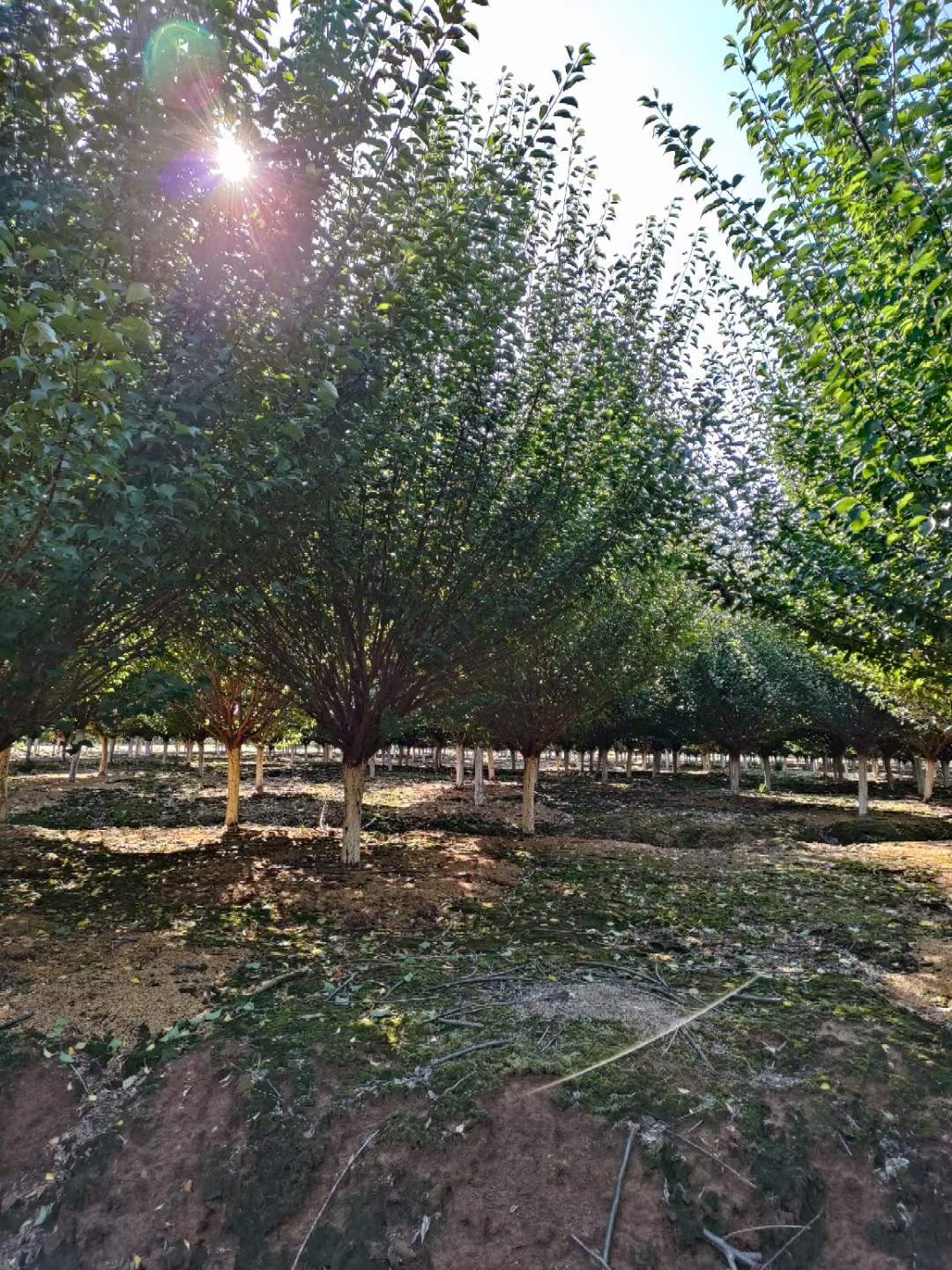 紅梅樹(shù)苗多少錢一棵