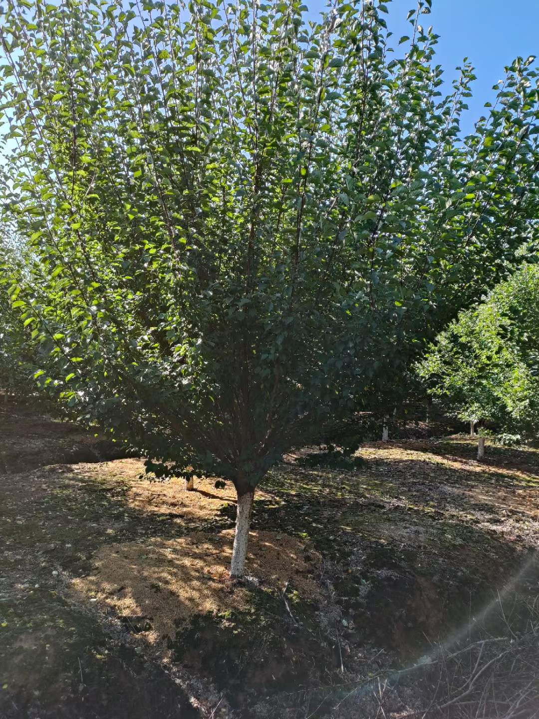 紅梅樹(shù)苗多少錢一棵