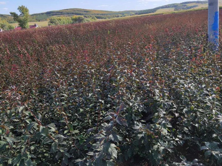 榆葉梅樹苗價格，榆葉梅小苗價格