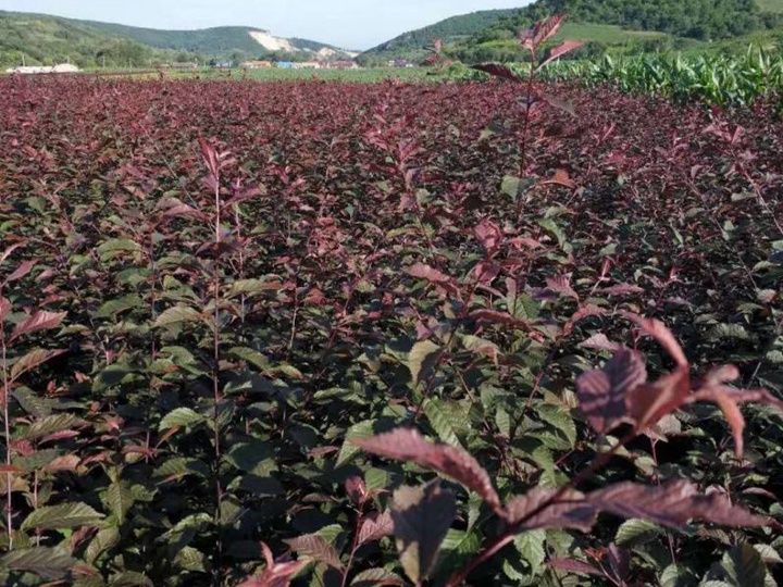 榆葉梅樹苗價格，榆葉梅小苗價格