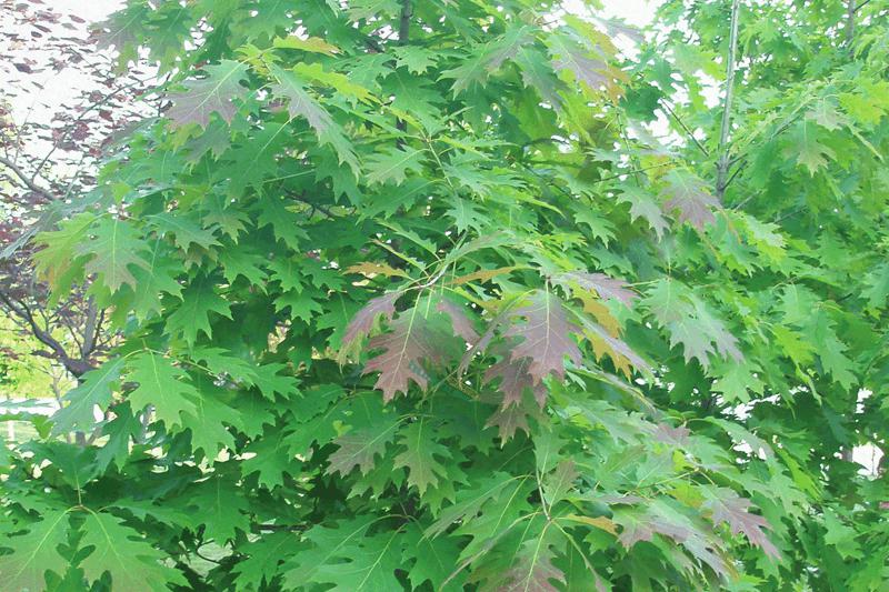 歐洲紅櫟 歐洲紅櫟