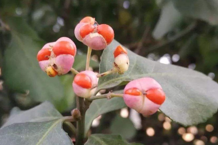 冬青衛(wèi)矛的種子有毒嗎 冬青衛(wèi)矛的種子有毒嗎