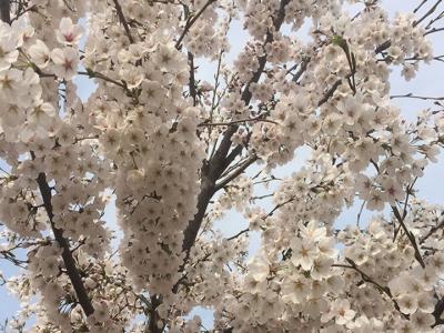 日本櫻花樹什么時(shí)候開花？花期多久？