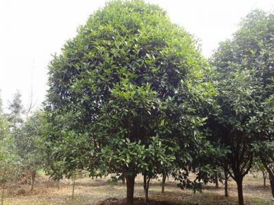 桂花樹苗哪里有賣？如何挑選到合適的樹苗？