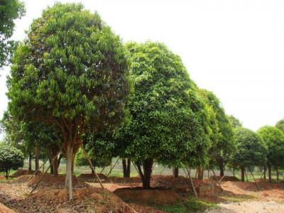 桂花樹苗價格表，桂花樹的栽種事項有哪些？