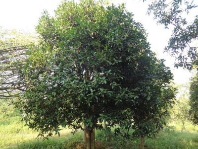 桂花樹苗多少錢一顆？