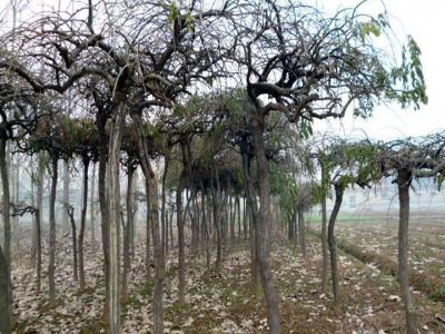 龍爪槐葉子發(fā)白、發(fā)黃是怎么回事