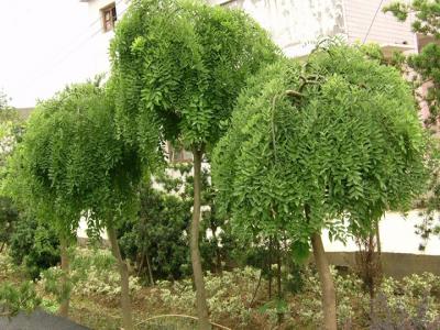 國(guó)槐嫁接龍爪槐時(shí)間和方法(龍爪槐的嫁接方法)