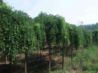 門口有龍爪槐的禁忌