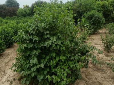 丁香樹怎么修剪養(yǎng)護(hù)